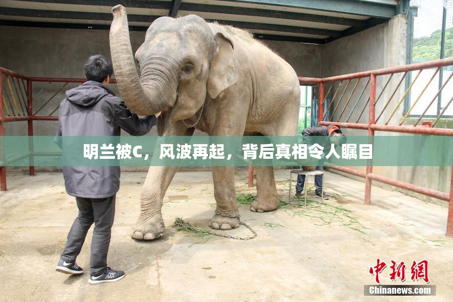 明兰被C，风波再起，背后真相令人瞩目