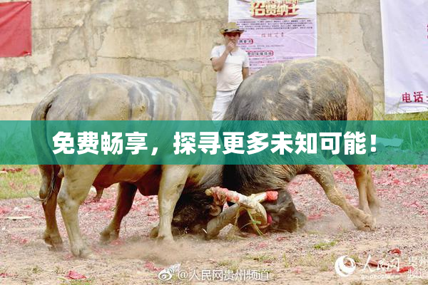 免费畅享，探寻更多未知可能！