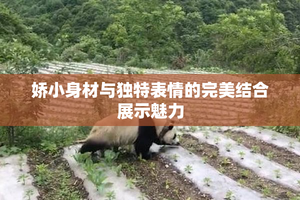 娇小身材与独特表情的完美结合展示魅力