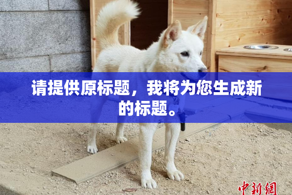 请提供原标题，我将为您生成新的标题。