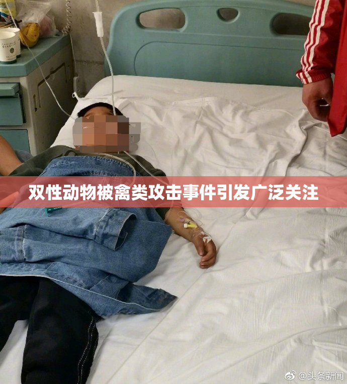 双性动物被禽类攻击事件引发广泛关注