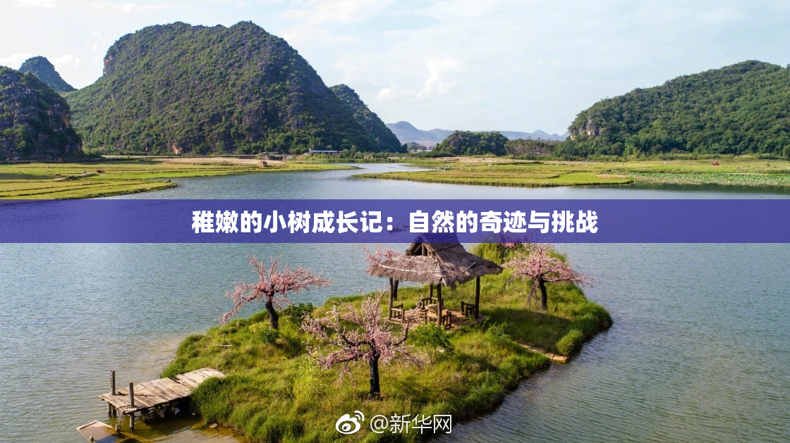 稚嫩的小树成长记：自然的奇迹与挑战