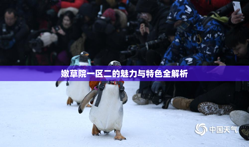 嫩草院一区二的魅力与特色全解析