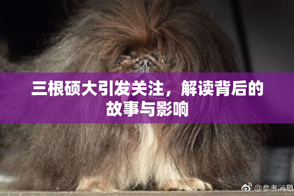 三根硕大引发关注，解读背后的故事与影响