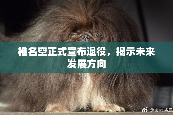 椎名空正式宣布退役，揭示未来发展方向