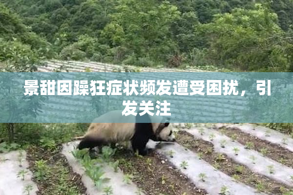 景甜因躁狂症状频发遭受困扰，引发关注