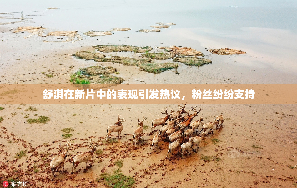 舒淇在新片中的表现引发热议，粉丝纷纷支持