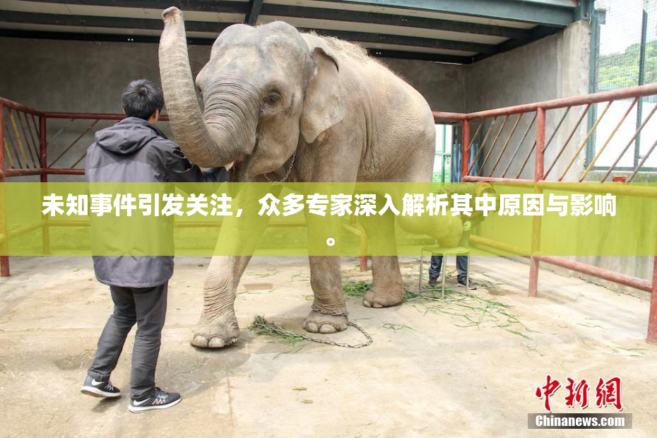 未知事件引发关注，众多专家深入解析其中原因与影响。