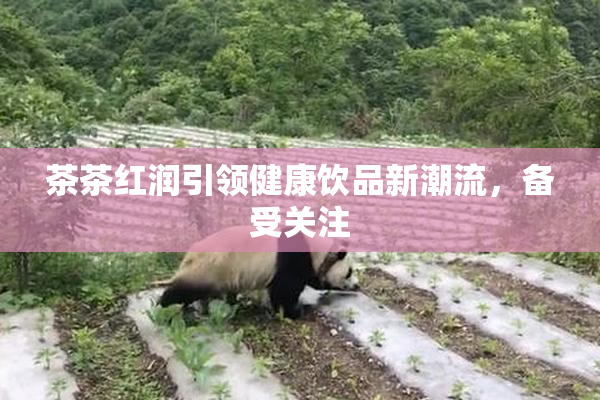 茶茶红润引领健康饮品新潮流，备受关注