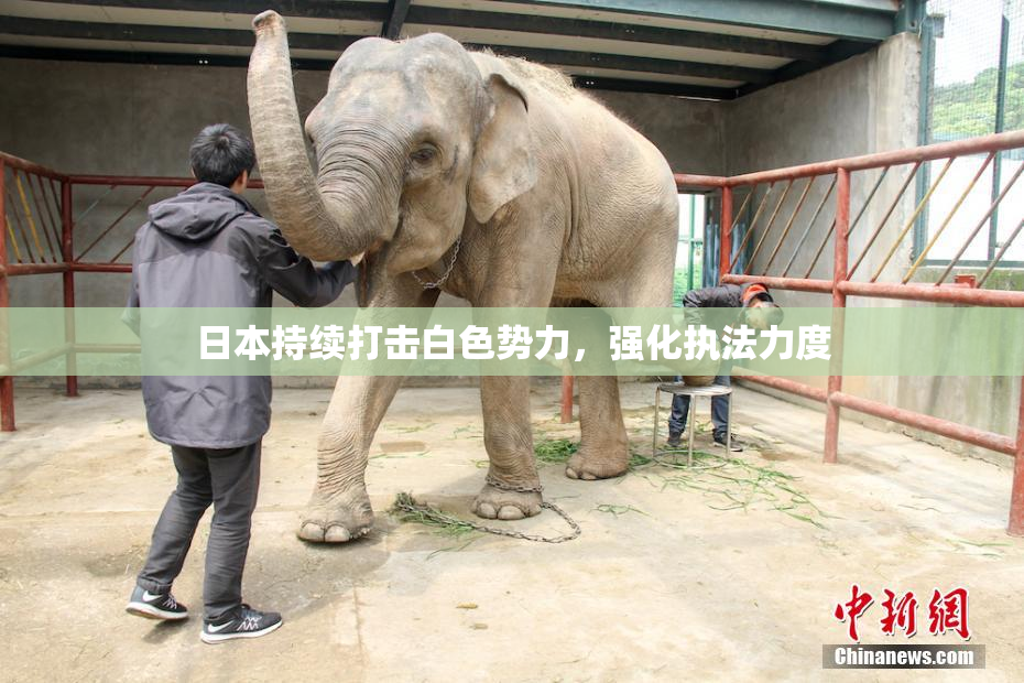 日本持续打击白色势力，强化执法力度