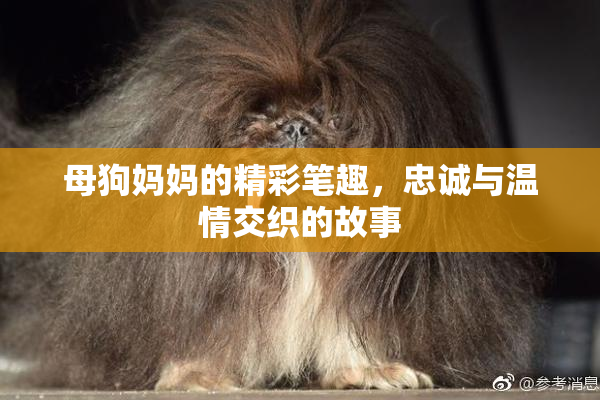 母狗妈妈的精彩笔趣，忠诚与温情交织的故事