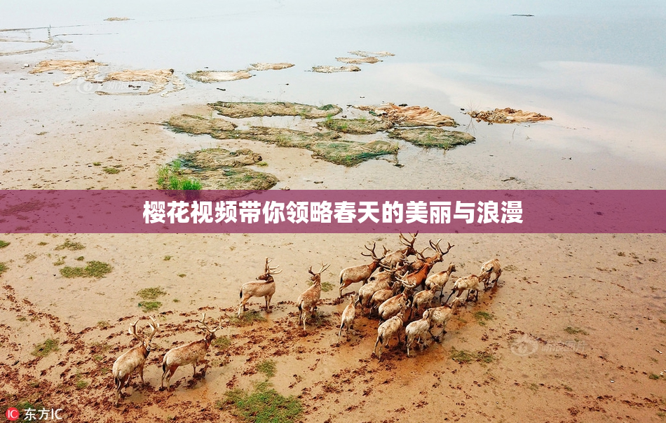 樱花视频带你领略春天的美丽与浪漫