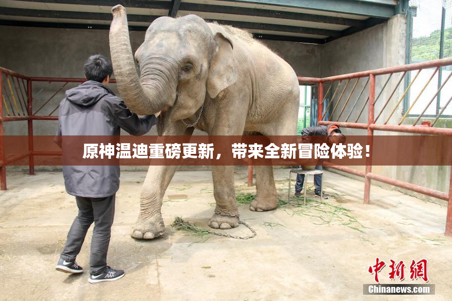 原神温迪重磅更新，带来全新冒险体验！
