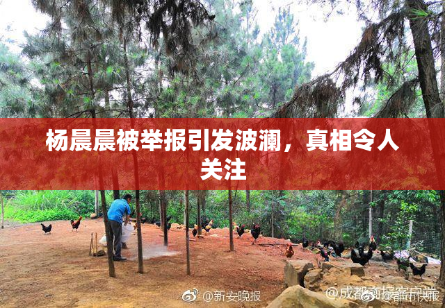杨晨晨被举报引发波澜，真相令人关注