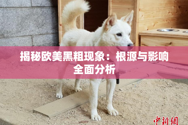 揭秘欧美黑粗现象：根源与影响全面分析