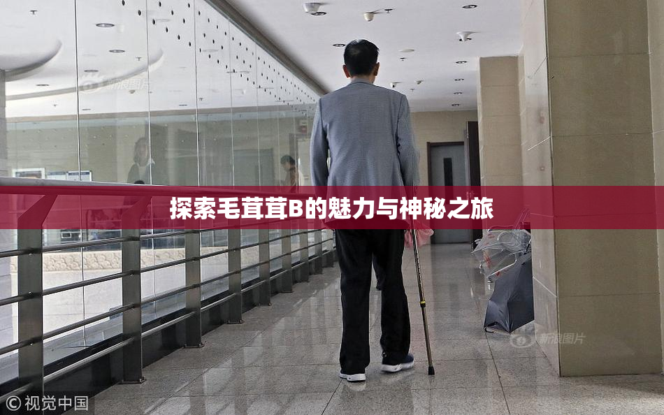 探索毛茸茸B的魅力与神秘之旅