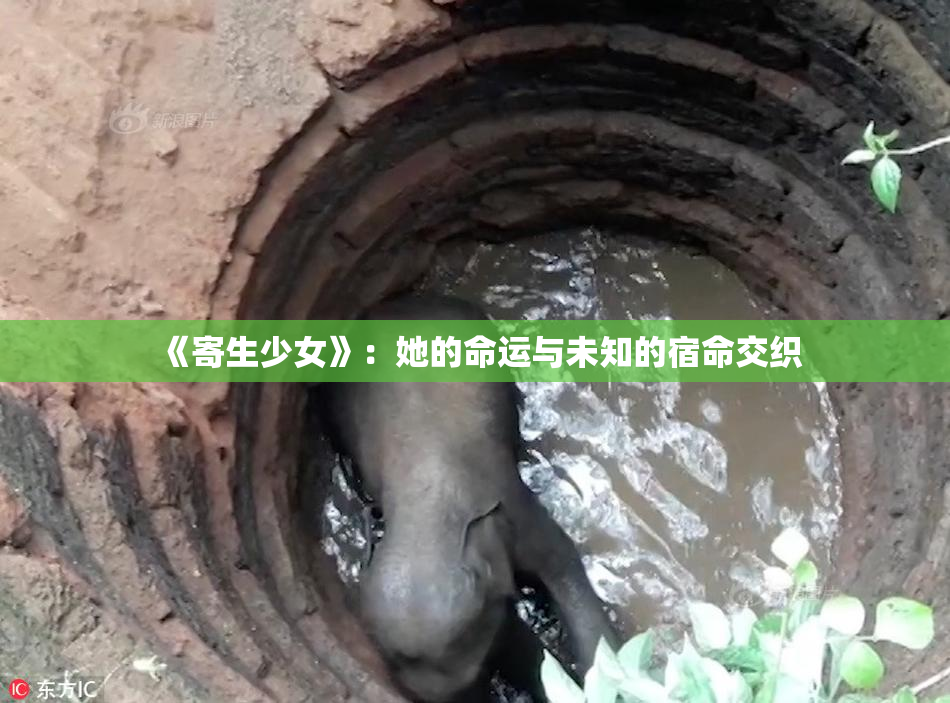 《寄生少女》：她的命运与未知的宿命交织
