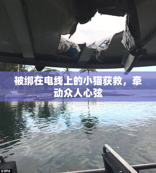 被绑在电线上的小猫获救，牵动众人心弦