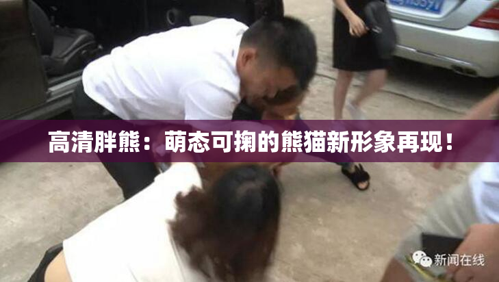 高清胖熊：萌态可掬的熊猫新形象再现！