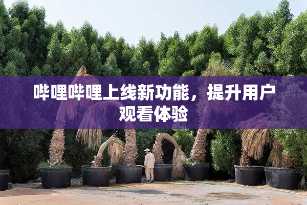 哔哩哔哩上线新功能，提升用户观看体验