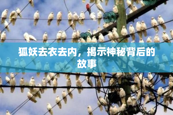 狐妖去衣去内，揭示神秘背后的故事