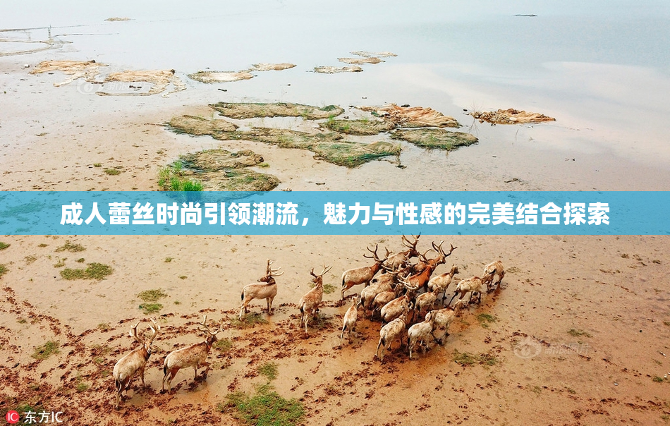成人蕾丝时尚引领潮流，魅力与性感的完美结合探索