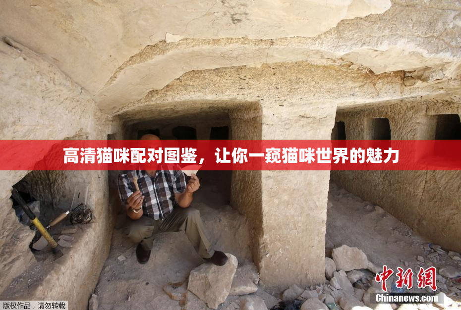 高清猫咪配对图鉴，让你一窥猫咪世界的魅力