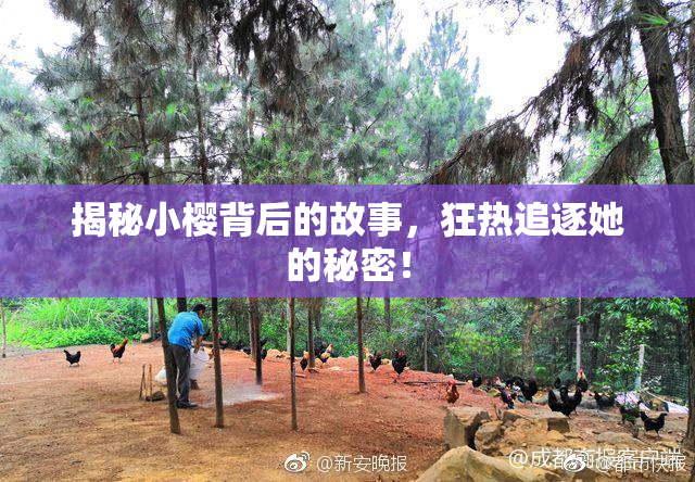 揭秘小樱背后的故事，狂热追逐她的秘密！