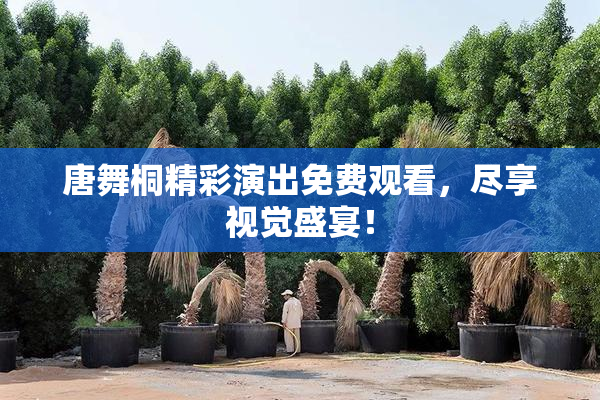 唐舞桐精彩演出免费观看，尽享视觉盛宴！