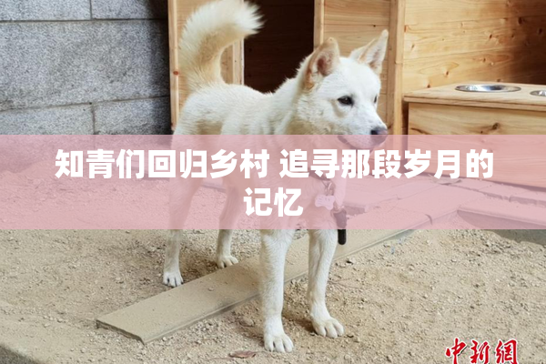 知青们回归乡村 追寻那段岁月的记忆
