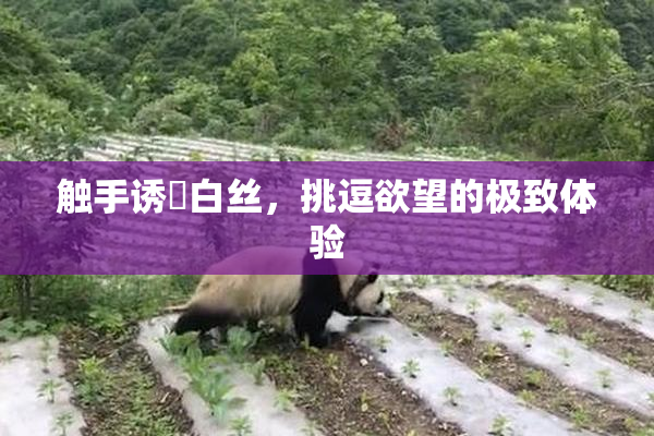 触手诱奷白丝，挑逗欲望的极致体验