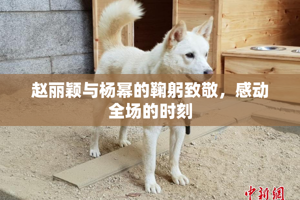 赵丽颖与杨幂的鞠躬致敬，感动全场的时刻