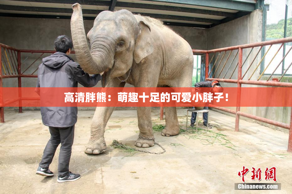 高清胖熊：萌趣十足的可爱小胖子！