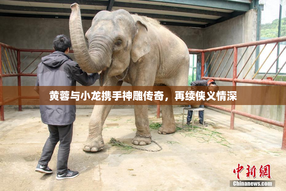 黄蓉与小龙携手神雕传奇，再续侠义情深