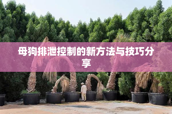 母狗排泄控制的新方法与技巧分享
