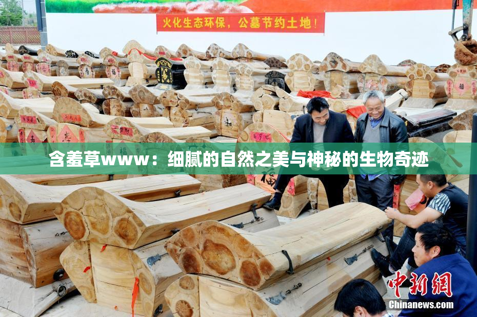 含羞草www：细腻的自然之美与神秘的生物奇迹