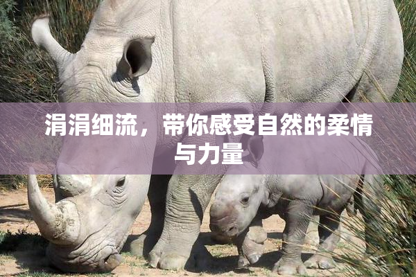 涓涓细流，带你感受自然的柔情与力量