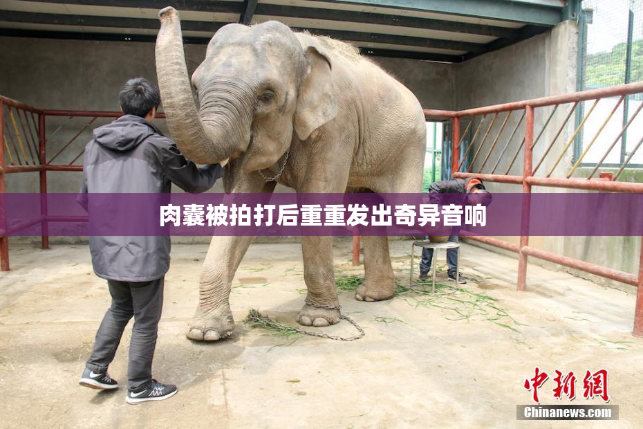肉囊被拍打后重重发出奇异音响