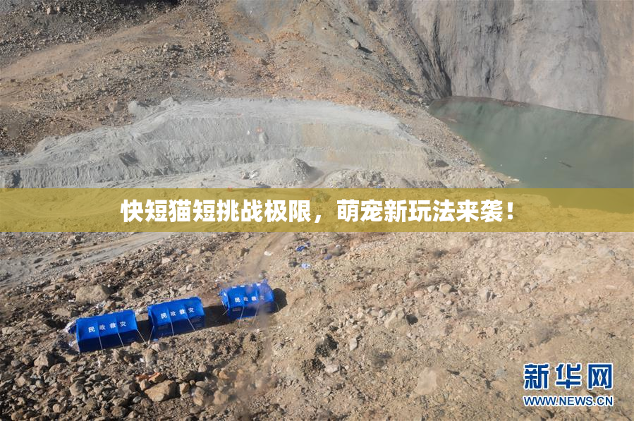 快短猫短挑战极限，萌宠新玩法来袭！