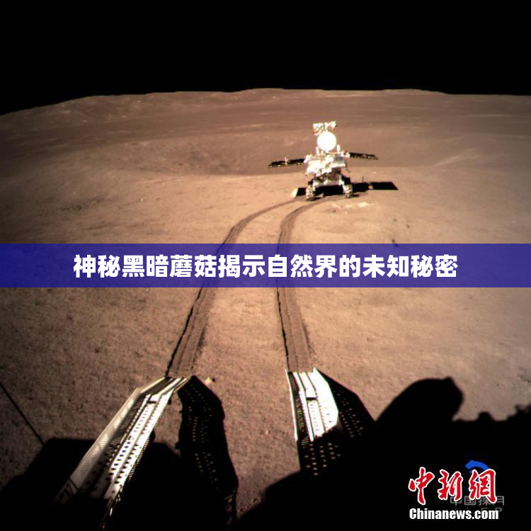 神秘黑暗蘑菇揭示自然界的未知秘密