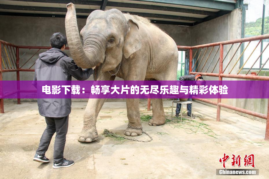 电影下载：畅享大片的无尽乐趣与精彩体验