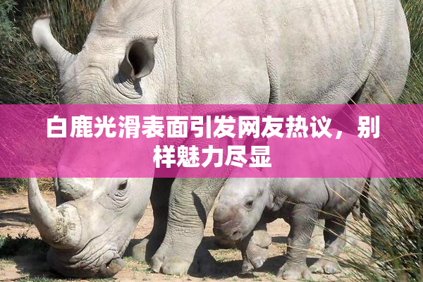 白鹿光滑表面引发网友热议，别样魅力尽显