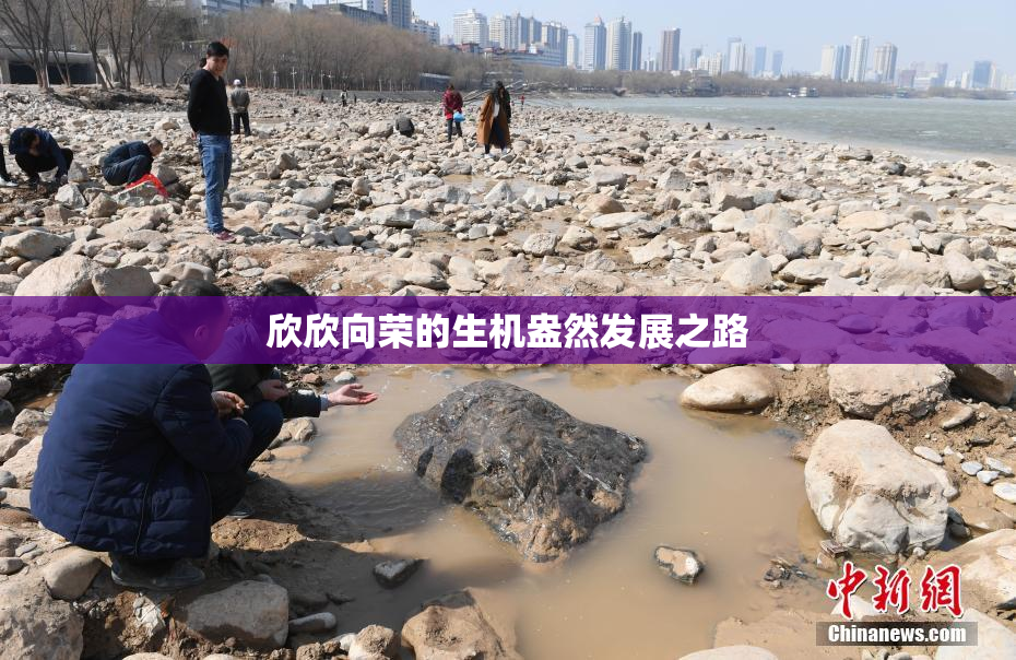 欣欣向荣的生机盎然发展之路