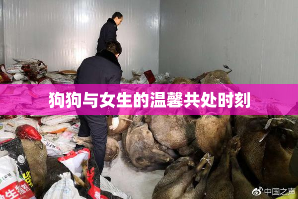狗狗与女生的温馨共处时刻