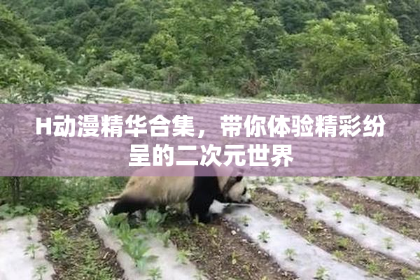 H动漫精华合集，带你体验精彩纷呈的二次元世界