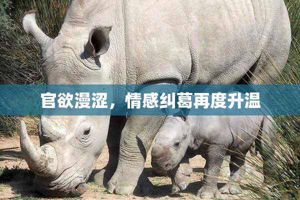 官欲漫涩，情感纠葛再度升温