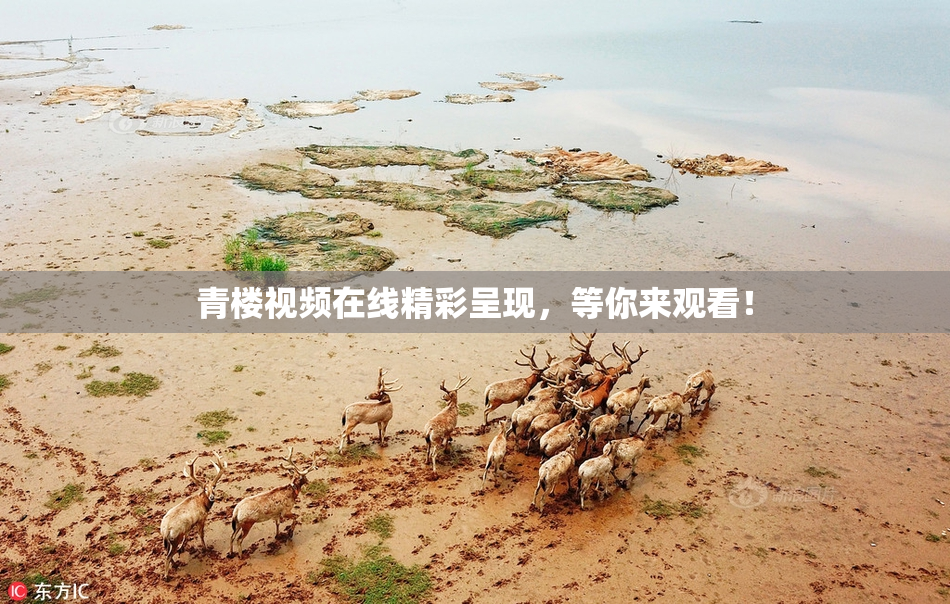 青楼视频在线精彩呈现，等你来观看！