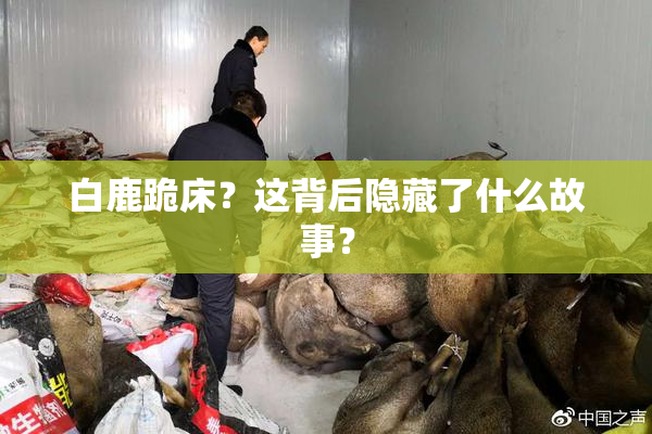 白鹿跪床？这背后隐藏了什么故事？