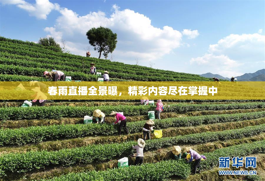 春雨直播全景曝，精彩内容尽在掌握中