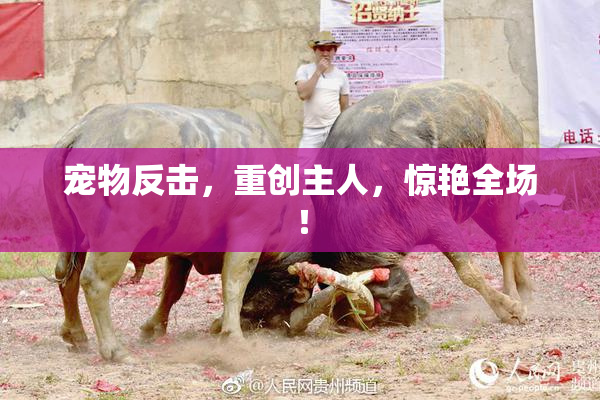 宠物反击，重创主人，惊艳全场！